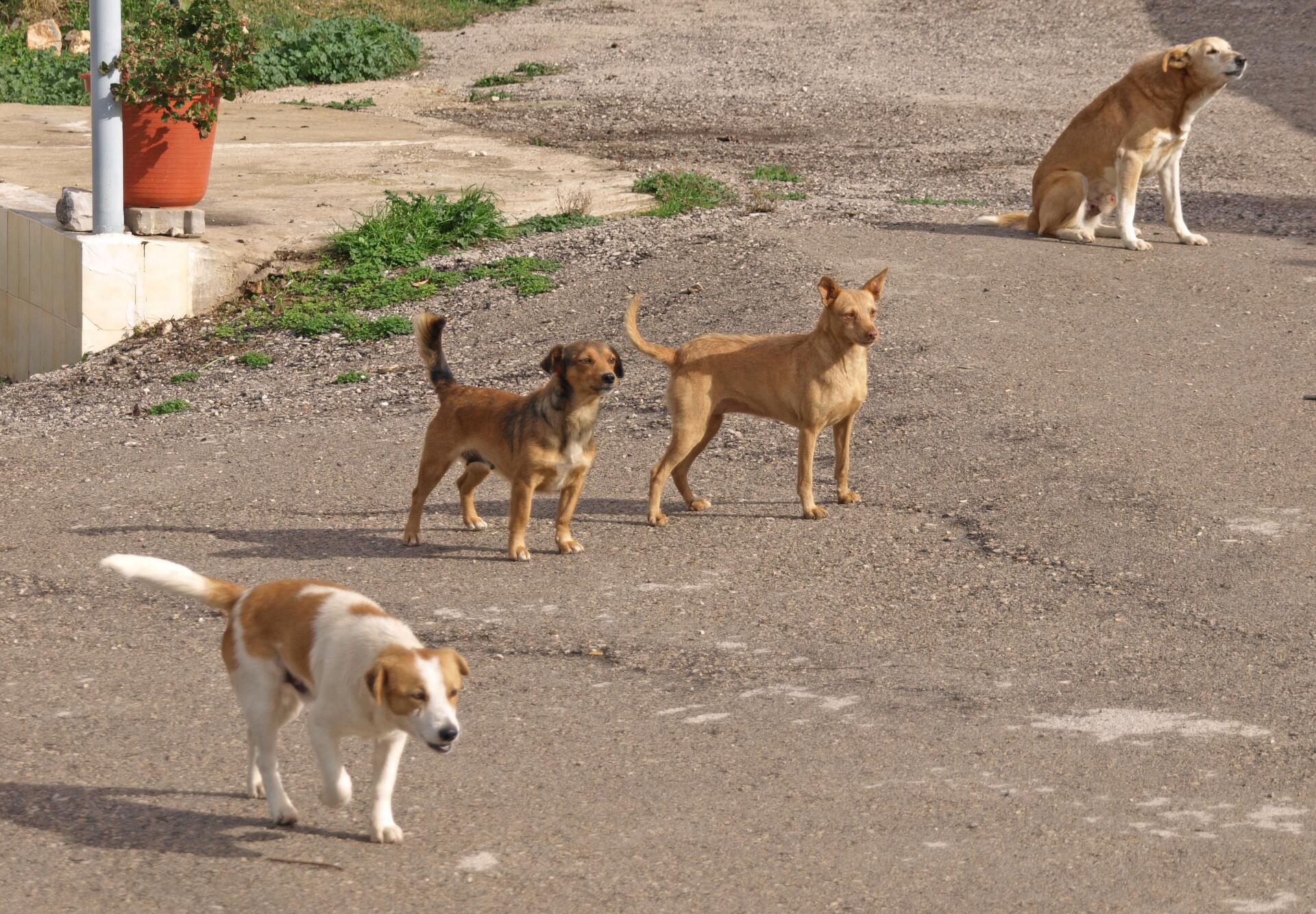 PR1 Corte Antonio Martins boven VN de Cacela